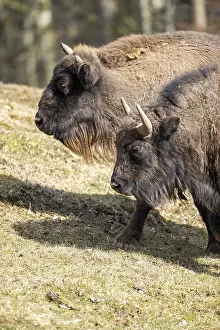 European bison (Bison bonasus) on a meadow