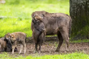 European bison (Bison bonasus) mother with her youngster on a meadow in summer