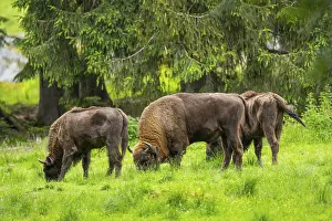European bison (Bison bonasus) standing on a meadow in summer