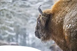 European bison (Bison bonasus) or Wisent portrait in winter