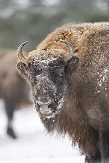 European bison (Bison bonasus) or Wisent portrait in winter