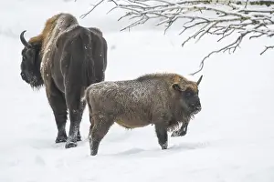 European bison (Bison bonasus) or Wisent standing on a meadow next to the forest in winter