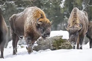 European bison (Bison bonasus) or Wisent standing on a meadow next to the forest in winter