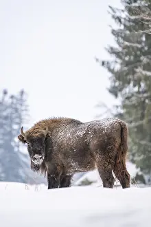 European bison (Bison bonasus) or Wisent standing on a meadow next to the forest in winter