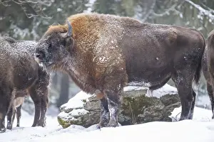 European bison (Bison bonasus) or Wisent standing on a meadow next to the forest in winter