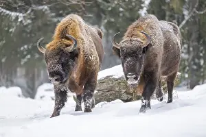 European bison (Bison bonasus) or Wisent standing on a meadow next to the forest in winter