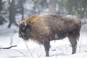 European bison (Bison bonasus) or Wisent standing on a meadow next to the forest in winter