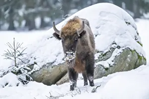 European bison (Bison bonasus) or Wisent standing on a meadow next to the forest in winter
