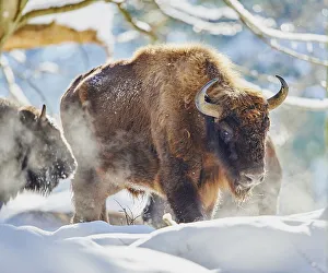 European bison (Bison bonasus) or Wisent in winter