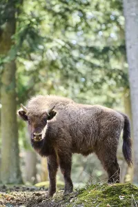 European bison (Bison bonasus) youngster in a forest in spring