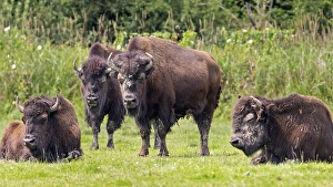 European bison (Bos bison), Bavaria