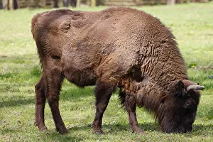 European bison (Bos bonasus) also captive