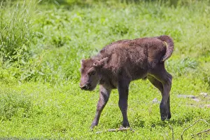 A European bison calf (Bison bonasus) walks across a green meadow