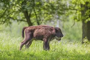 Two European bison calves (Bison bonasus) stand side by side in a forest