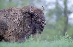 Category Wildlife DE Prints: European Bison, European bison (Bison bonasus)
