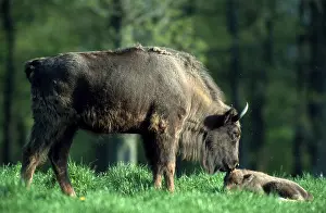 European Bisons (Bison bonasus), cow with calf