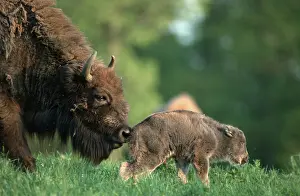 European Bisons (Bison bonasus), cow with calf