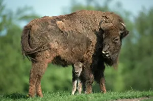 European Bisons (Bison bonasus), cow with calf