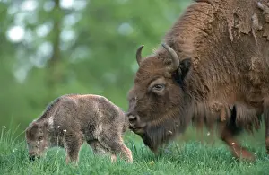 European Bisons (Bison bonasus), cow with calf