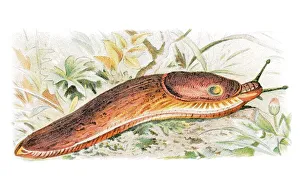European black slug, black arion (Arion empiricorum)