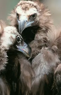 European Black Vultures (Aegypius monachus)