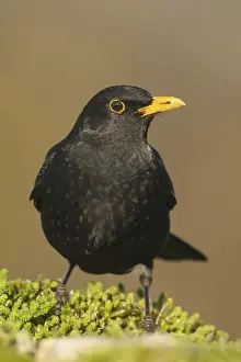 European Blackbird (Turdus merula)