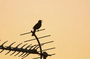 European blackbird (Turdus merula)