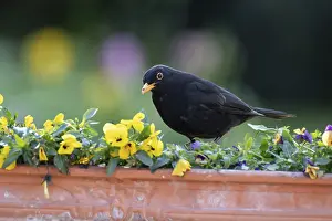 European blackbird (Turdus merula) adult male garden bird on a plant pot with pansy and viola flowers in spring