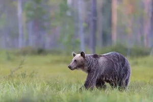 European brown bear, animals, mammals