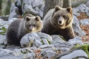 European brown bear or Eurasian brown bear (Ursus arctos arctos)