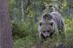 European brown bear, Karelia, Finland, Europe