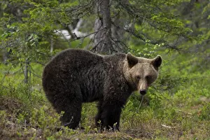 European brown bear, Karelia, Finland, Europe