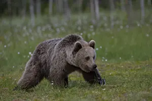 European brown bear, Karelia, Finland, Europe