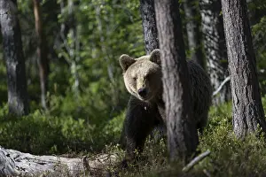 European brown bear, Karelia, Finland, Europe