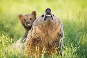 European Brown Bear mother with cub (Ursus arctos)