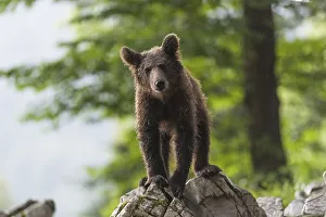 European Brown bear (Ursus arctos)