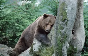 European brown bear (Ursus arctos)