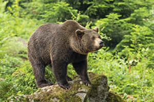 European Brown bear (Ursus arctos)