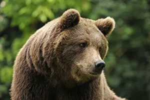 European Brown Bear (Ursus arctos)