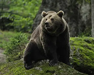 European Brown Bear (Ursus arctos)