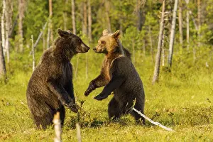 European Brown bear (Ursus arctos)