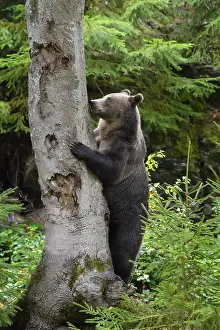 European Brown Bear (Ursus arctos)