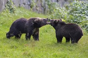 European Brown Bear (Ursus arctos)
