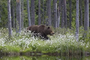 European brown bear (Ursus arctos)
