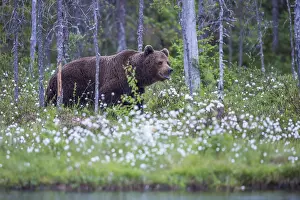 European brown bear (Ursus arctos)
