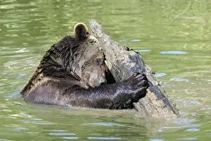 European Brown Bear (Ursus arctos)