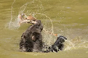 European brown bear (Ursus arctos)