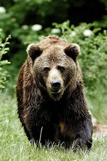 European brown bear (Ursus arctos)