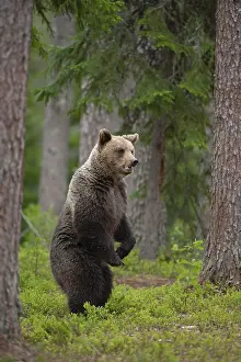 European brown bear (Ursus arctos) adult female standing in a boreal forest