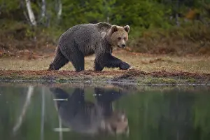 European brown bear (Ursus arctos) adult female walking by a lake in a boreal forest